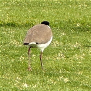 Vanellus miles at Russell, ACT - 11 Sep 2024 03:44 PM