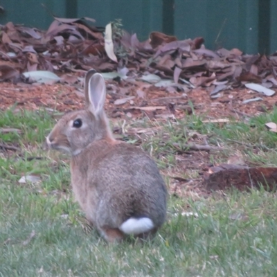 Oryctolagus cuniculus (European Rabbit) at Flynn, ACT - 11 Sep 2024 by Christine