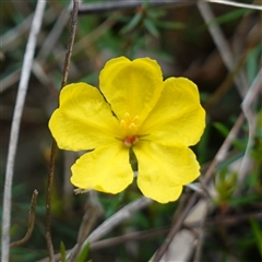 Hibbertia acicularis (Prickly Guinea-flower) at Bungonia, NSW - 11 Sep 2024 by RobG1