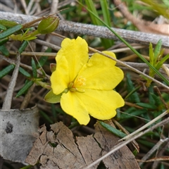 Hibbertia acicularis at Bungonia, NSW - 11 Sep 2024