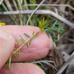 Hibbertia acicularis at Bungonia, NSW - 11 Sep 2024