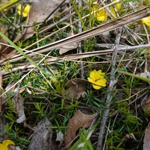 Hibbertia acicularis at Bungonia, NSW - 11 Sep 2024