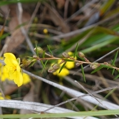 Hibbertia acicularis at Bungonia, NSW - 11 Sep 2024