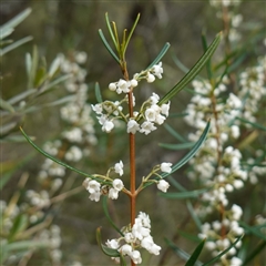 Logania albiflora (Narrow leaf Logania) at Bungonia, NSW - 11 Sep 2024 by RobG1