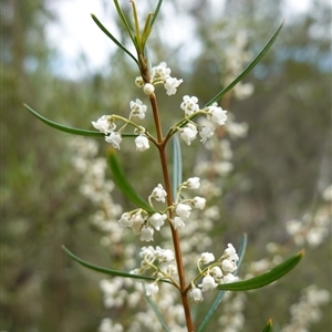 Logania albiflora at Bungonia, NSW - 11 Sep 2024 11:54 AM