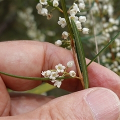 Logania albiflora at Bungonia, NSW - 11 Sep 2024 11:54 AM