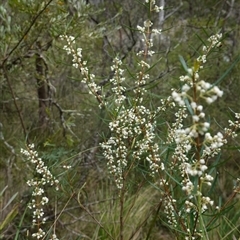 Logania albiflora at Bungonia, NSW - 11 Sep 2024 11:54 AM