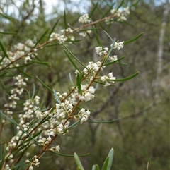 Logania albiflora at Bungonia, NSW - 11 Sep 2024 11:54 AM