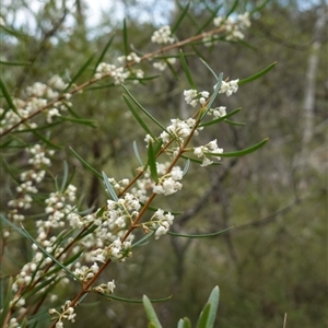 Logania albiflora at Bungonia, NSW - 11 Sep 2024 11:54 AM