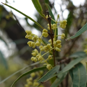 Notelaea neglecta at Bungonia, NSW - 11 Sep 2024