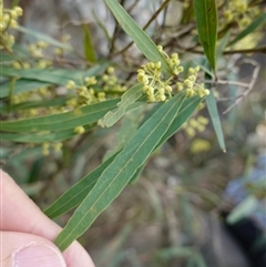 Notelaea neglecta at Bungonia, NSW - 11 Sep 2024 12:18 PM