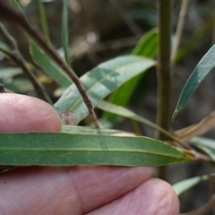 Notelaea neglecta at Bungonia, NSW - 11 Sep 2024 12:18 PM