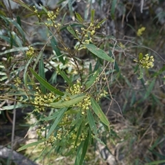 Notelaea neglecta at Bungonia, NSW - 11 Sep 2024 12:18 PM