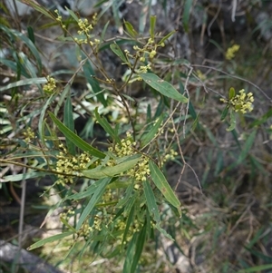 Notelaea neglecta at Bungonia, NSW - 11 Sep 2024 12:18 PM