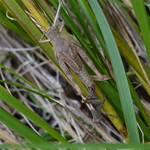 Percassa rugifrons at Bungonia, NSW - 11 Sep 2024 11:40 AM
