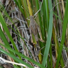 Percassa rugifrons at Bungonia, NSW - 11 Sep 2024 11:40 AM