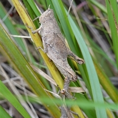Percassa rugifrons at Bungonia, NSW - 11 Sep 2024 11:40 AM