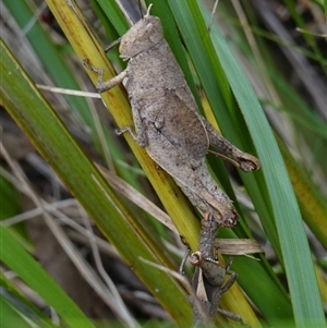 Percassa rugifrons at Bungonia, NSW - 11 Sep 2024