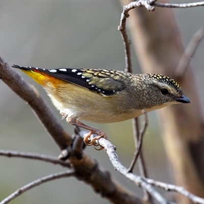 Pardalotus punctatus (Spotted Pardalote) at Cotter River, ACT - 11 Sep 2024 by Jek