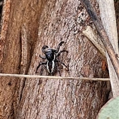 Jotus auripes (Jumping spider) at Mount Clear, ACT - 11 Sep 2024 by JajiClack