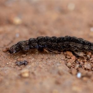 Cantharidae sp. (family) at Cotter River, ACT - 11 Sep 2024 12:32 PM