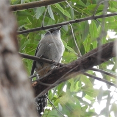 Cacomantis flabelliformis (Fan-tailed Cuckoo) at Acton, ACT - 11 Sep 2024 by HelenCross