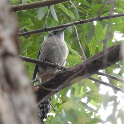 Cacomantis flabelliformis (Fan-tailed Cuckoo) at Acton, ACT - 11 Sep 2024 by HelenCross