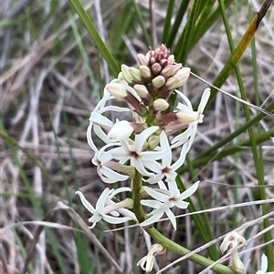 Stackhousia monogyna at Hawker, ACT - 11 Sep 2024 04:41 PM