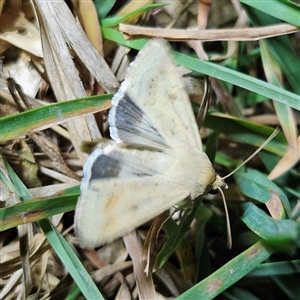 Helicoverpa punctigera at Larbert, NSW - 11 Sep 2024 07:01 PM