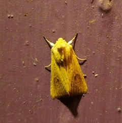 Leucania uda (A Noctuid moth) at Captains Flat, NSW - 11 Sep 2024 by Csteele4