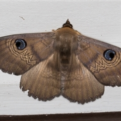 Dasypodia selenophora (Southern old lady moth) at Melba, ACT - 10 Sep 2024 by kasiaaus