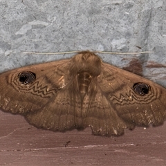 Dasypodia selenophora at Melba, ACT - 10 Sep 2024 09:35 PM