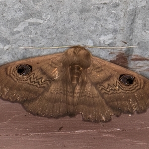 Dasypodia selenophora at Melba, ACT - 10 Sep 2024 09:35 PM