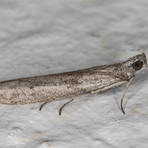 Homoeosoma vagella at Melba, ACT - 10 Sep 2024 09:33 PM