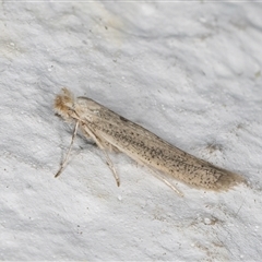 Bedellia somnulentella (Sweet Potato Leaf Miner) at Melba, ACT - 10 Sep 2024 by kasiaaus