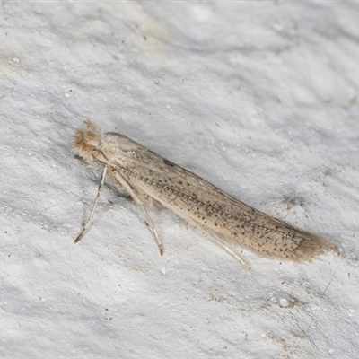 Bedellia somnulentella (Sweet Potato Leaf Miner) at Melba, ACT - 10 Sep 2024 by kasiaaus