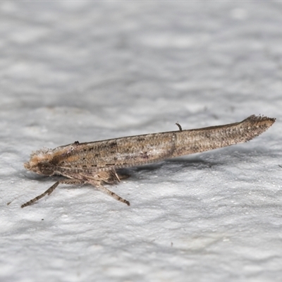 Zelleria cynetica (Rectangular Ermine Moth) at Melba, ACT - 10 Sep 2024 by kasiaaus