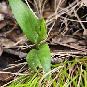 Chiloglottis sp. at Uriarra Village, ACT - suppressed