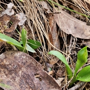 Chiloglottis sp. at Uriarra Village, ACT - suppressed