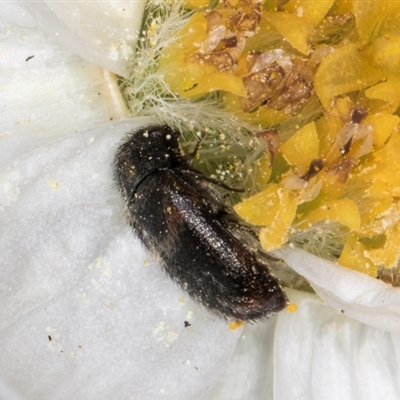 Eurhopalus froggatti (Dermestid beetle, Skin beetle) at Acton, ACT - 11 Sep 2024 by kasiaaus