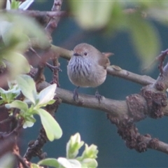 Acanthiza pusilla (Brown Thornbill) at Flynn, ACT - 10 Sep 2024 by Christine