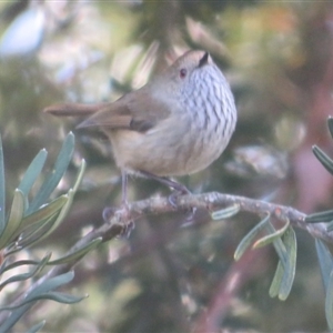 Acanthiza pusilla at Flynn, ACT - 11 Sep 2024