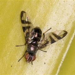 Rivellia sp. (genus) (Signal fly) at Acton, ACT - 11 Sep 2024 by kasiaaus