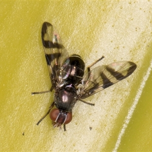 Rivellia sp. (genus) at Acton, ACT - 11 Sep 2024 12:19 PM