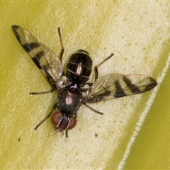 Rivellia sp. (genus) at Acton, ACT - 11 Sep 2024 12:19 PM