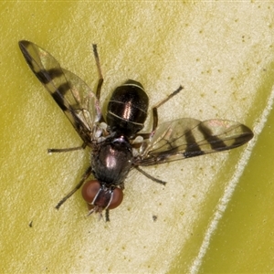 Rivellia sp. (genus) at Acton, ACT - 11 Sep 2024 12:19 PM