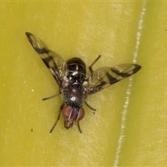 Rivellia sp. (genus) at Acton, ACT - 11 Sep 2024 12:19 PM