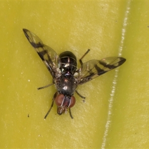 Rivellia sp. (genus) at Acton, ACT - 11 Sep 2024 12:19 PM