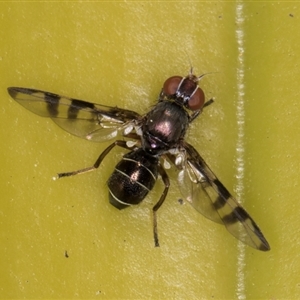 Rivellia sp. (genus) at Acton, ACT - 11 Sep 2024 12:19 PM