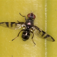 Rivellia sp. (genus) at Acton, ACT - 11 Sep 2024 12:19 PM